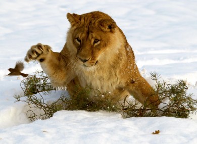 A lion tries to nab a robin at the Blair Drummond safari park in Stirling, Scotland. Britain and Ireland are both expected to see cold weather for the coming days.