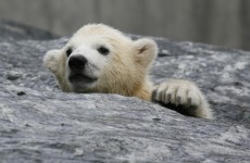 Polar bear cub needs new home after rescue from Alaskan oil field