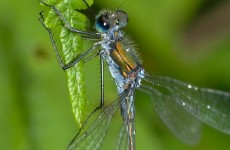 Bugging out: hundreds join hunt for Ireland’s natural riches