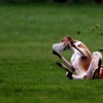 A hare gives two greyhounds the slip at the Irish National Coursing Championships at Clonmel Racecourse in Co Tipperary in 2006.