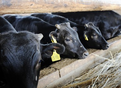 Japanese cows