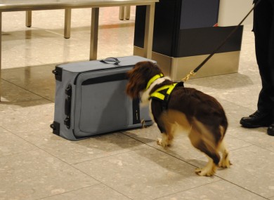 Irish customs officers, like those in the UK, use sniffer dogs to identify large sum of cash stored in luggage.