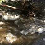 The roaring water of the River Dodder at Rathfarnham, Dublin this morning. Image: @carnsoreboxer