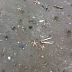 Starfish washed up on Termonfeckin beach in Co Louth this morning. Image: @thetasty_tart/Tara Walker