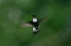 Man tried to smuggle hummingbirds on plane… in his pants