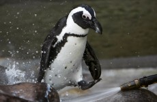 ‘Gay penguins’ separated at Toronto zoo