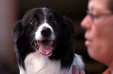 Occupy Denver elects its new leader… ‘Shelby’ the dog