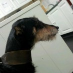Mooney: Black and tan hairy lurcher who has broken toes on her hind leg. She needs urgent veterinary care.