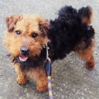 Curley: Wire-haired black and tan terrier crossbreed. Male, 4 years old.
