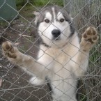 Kanute: Male, grey and white husky with a tail that curves noticeably to the left.