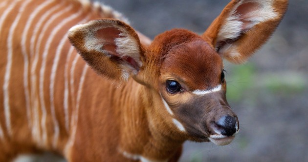 In photos: Dublin Zoo’s new eastern bongo