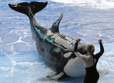 A killer whale in SeaWorld