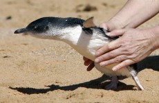 ‘Blind drunk’ tourists fined $1,000 for stealing penguin from theme park
