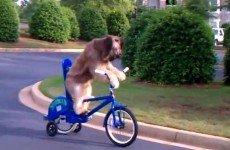 Here is a dog riding a bicycle…
