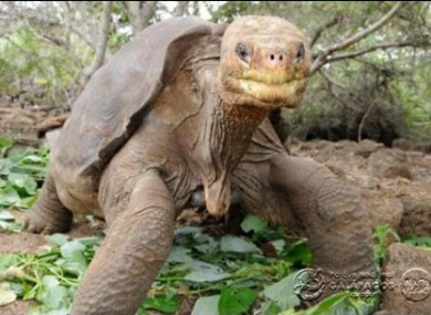 Lonesome George at his corral in the centre on Santa Cruz Island.
