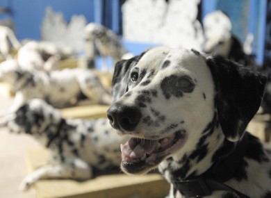The Dalmatian dog acquired its name from a Croatian region.