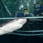 One of the world’s most feared predators has a spiffy new home at Sea Life London Aquarium. At the Shark Reef Encounter, 16 creatures—from sand tiger sharks to bowmouths, grey reefs, and blacktips—sinisterly wend their way through a 65-foot tank dotted with shoals of other less harmful fish. Your encounter involves strolling a 15-foot section of glass walkway above the tank, peering down at the fins below, and interacting with exhibits that chronicle the 450-million-year evolution of the shark.