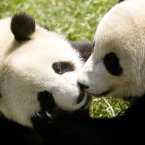 Two pandas kiss. The story behind this photo? Nine-year-old Mao Mao was found and dug out almost a month after a devastating earthquake, crushed a wall of her enclosure as the river nearby swelled with landslide debris. (AP Photo/Alexander F. Yuan)