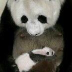Lin Hui, a seven-year old giant panda plays with its four-week old baby at the Chiang Mai zoo in Chiang Mai province, northern Thailand. (AP Photo/Wichai Taprieu)