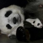 We know we've said this already, but awwwwwwww. (AP Photo/Wichai Taprieu)