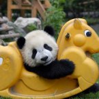 See, we promised a panda on a rocking horse!
