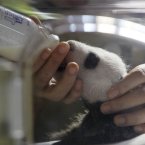 How have we not done a panda slideshow earlier? (AP Photo/Paul White)