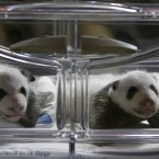 Two cute: newly born panda bears their incubator at the Zoo in Madrid two years ago. (AP Photo/Paul White)