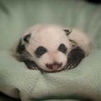 This is the same panda, born 3 November 2010 at Zoo Atlanta. (AP Photo/David Goldman)