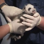 Awwwwwwwwwwwwwwwwwwww. That is all. (AP Photo/David Goldman)