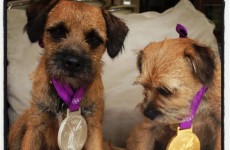 Andy Murray is using his Olympic medals as dog collars