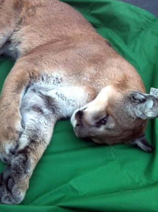 Reno Police Department photo showing the mountain lion after being tranquilised and tagged.