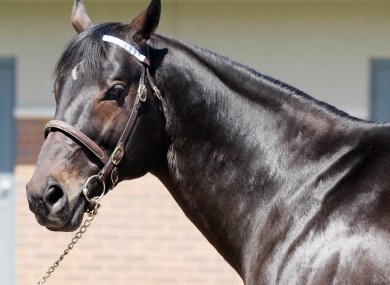 Street Cry, sire of 2007 Kentucky Derby winner Street Sense