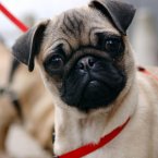 Daisy, a four-month old pug dog, is a bit confused by it all. 