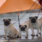Jack, Jill and Jason brave the rain. Image: David Jones/PA.