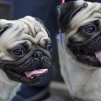 Pugs in pairs. (AP Photo/Ajit Solanki)
