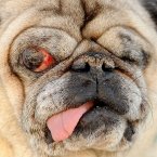 Hercules, a blind one-eyed 15-year-old pug, competes in the 2011 World's Ugliest Dog Contest. Awwwww (AP Photo/Noah Berger)