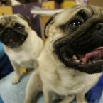 Dorothy and Albert wait backstage prior to competition at Madison Square Garden in New York. (AP Photo/Mary Altaffer)
