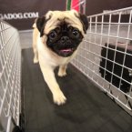 Trouble, a two-year-old Pug, works out on a treadmill at the doggie spa at the Pennsylvania Hotel. Yes, you read that caption correctly. A treadmill in a doggie spa in a hotel. (AP Photo/Mary Altaffer)