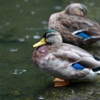 They don't mind a bit of rain. 

Image: Sam Boal/Photocall Ireland