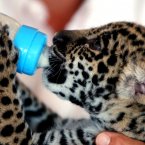 Baby jaguars help productivity (AP Photo/Thanassis Stavrakis)