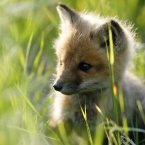Lickle baby foxes help productivity. (THE CANADIAN PRESS/Dave Chidley)