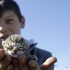 The tiniest kitten ever helps productivity (AP Photo/Darko Vojinovic)