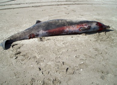 a rare female spade-toothed beaked whale lays dead on Opape Beach, in New Zealand.