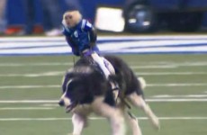 So a monkey herded sheep while riding a dog like a horse at half-time in one NFL game last night
