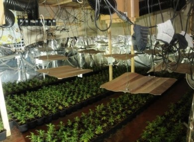 One of the cannabis growing plants discovered by Gardaí yesterday