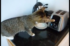 It’s Tuesday, so here’s some cats getting into scrapes
