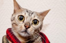 Call to rid New Zealand of cats to protect native wildlife