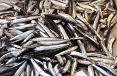 EU agriculture ministers to hold first vote on fishing discards