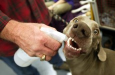 Worst in show? 23 dogs who’d rather be anywhere else