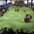 Pomeranians are shown in the ring (AP Photo/Mary Altaffer)